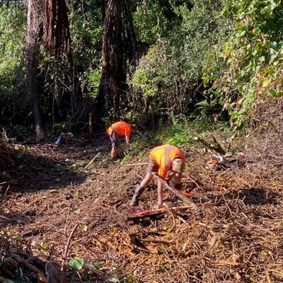 Snapshot -  wild kiwifruit control June 2025