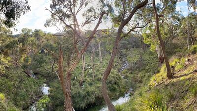 Dawn at the creek