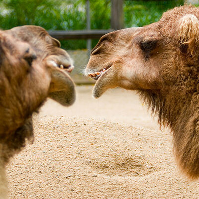 Starting A Conversation