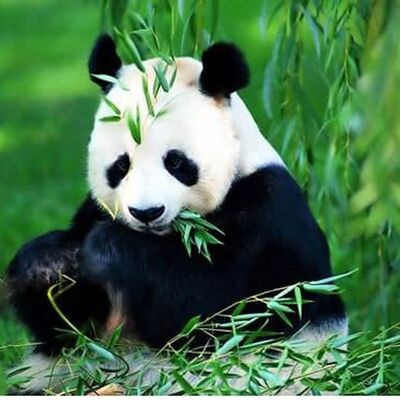 4937 大熊猫为什么会成为濒危物种