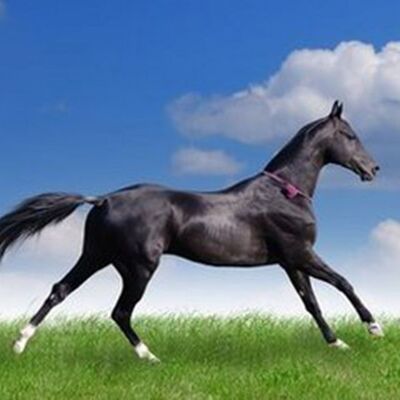 【支招心理学】野马结局：坏情绪导致的后果——致命一击