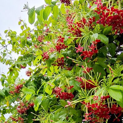 EP.02 比才歌劇卡門中的habanera舞曲