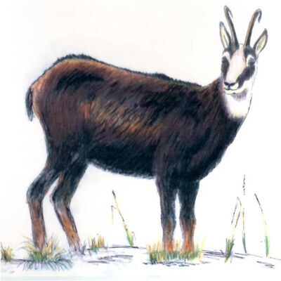 The Alpine Chamois/ F. G. Duley: Lugar Burn, North Arm Lake Te Anau; 2005