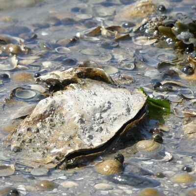 #20 De wilde Waddenzee