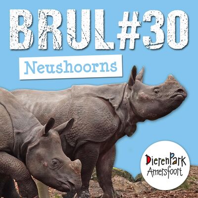 Nieuwe neushoorns in het park! 🦏🦏 | BRUL #30