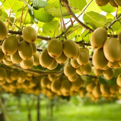 Snapshot - January 2018