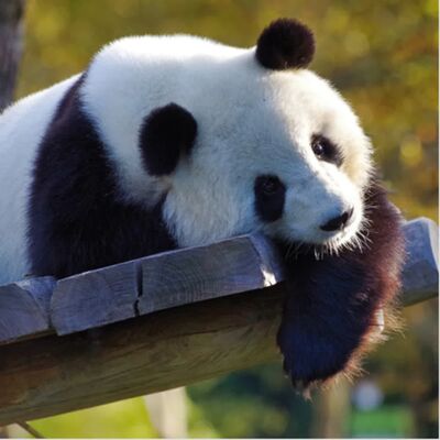 生物大百科：活化石是什麼？跟化石之間有哪裡不一樣？活化石存在於我們的日常之中？活化石有哪些？