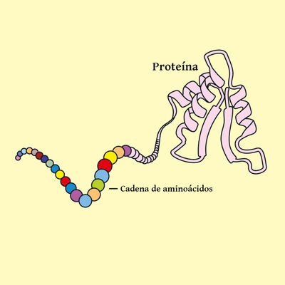 La Brújula de la Ciencia s14e06: Nobel de Química para las IAs que han permitido predecir la estructura de las proteínas