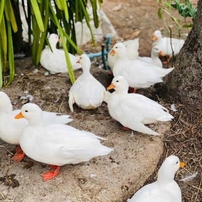 E209 最好的心是平常心
