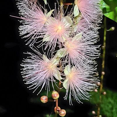 EP.23 音樂家訪談—法國作曲家們為何鍾愛魏崙詩作mandoline？