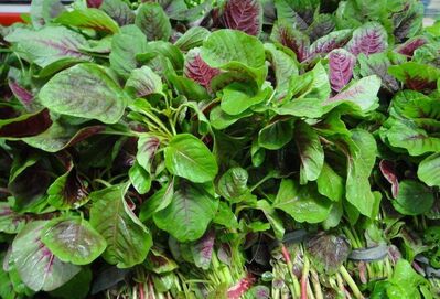 照着菜谱做中餐的困惑；人丁兴旺的苋菜家族