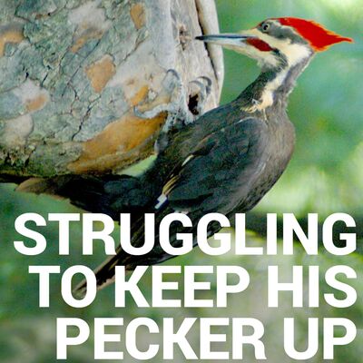 160 - Struggling to Keep His Pecker Up