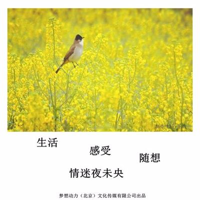 情迷夜未央-生活随语