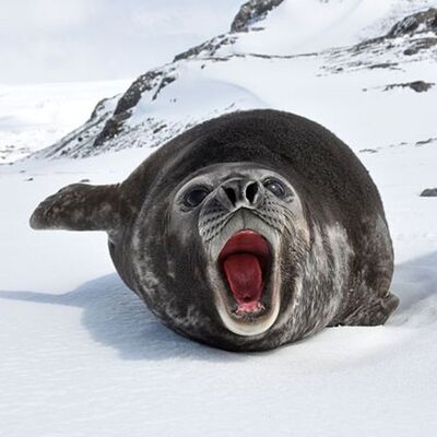 SCP-3213