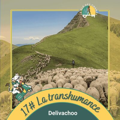[Rediffusion] Tout savoir sur la transhumance en 5 min