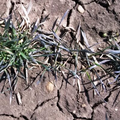 Episode 6, OMAFRA Field Crop Update