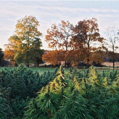 Hemp, CBD, and the U.S. Green Rush