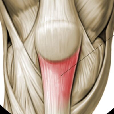 運動前暖身如何改變肌腱的特性?