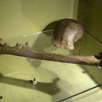 Melandri Vlok - Archaeology and Reading Bones