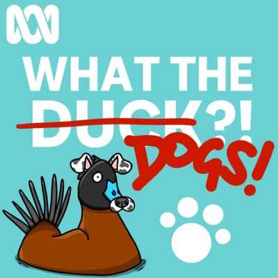 Modern dogs: What have we created?