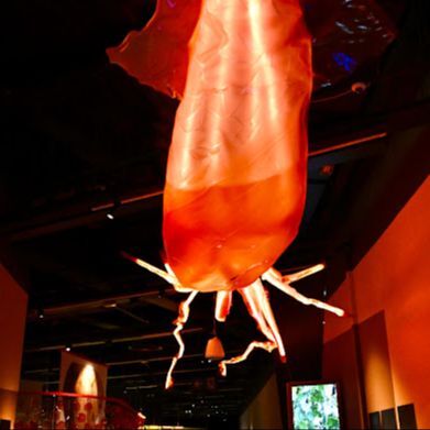 Reserva Natural - "Animales invisibles" y "Terrafilia", dos exposiciones imprescindibles - 10/07/25