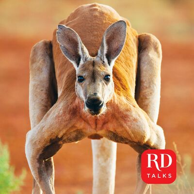 When kangaroos attack