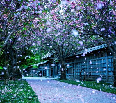 71西方生燥，燥生金，金生辛，辛生肺，肺生皮毛，……