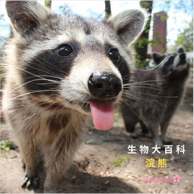 生物大百科：為什麼浣熊這麼熱衷於洗東西