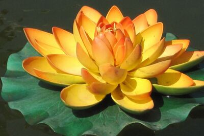 君子之心 雨过天晴