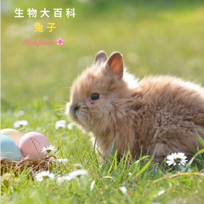 生物大百科：兔子🐰尾巴不是想像中圓圓短短的？兔子可以洗澡嗎？
