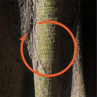 Vol.100 对话李沁云：精神分析，可以再次养育自己吗