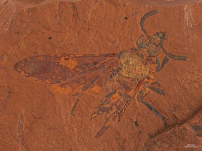 Self Improvement Wednesday: The incredible story of the sawfly fossil