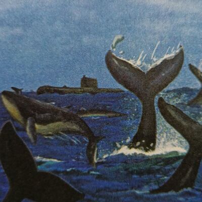 海底两万里 第二部分 第12章 抹香鲸和长须鲸