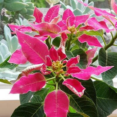 EP.10 聖誕歌曲 平安夜 欣賞及由來