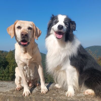 S3E2 "宠物训导员更像一个协助沟通的人" | 从热爱到职业的宠物驯导师