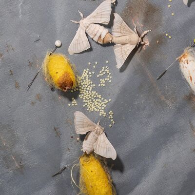  106 除了丧、颓、躺，低谷期，还有哪些让人豁然开朗的名字？ 