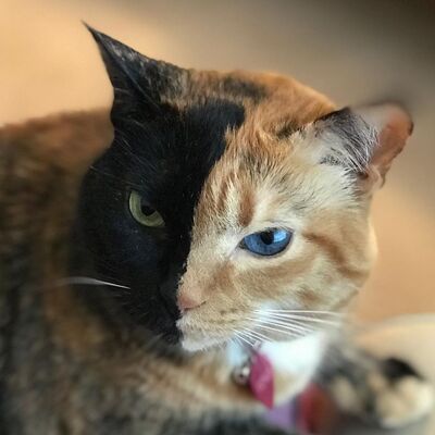14 - M5 | Carlos Castaneda e il Gatto Max, uno dei suoi classici insegnamenti