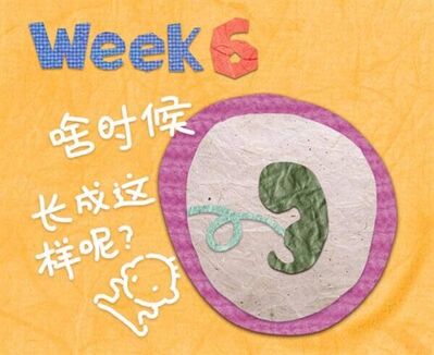 孕6周的胎教重点