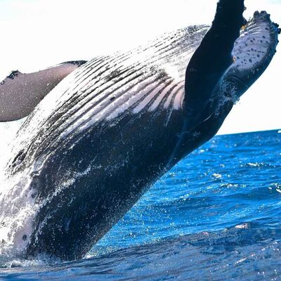 Les animaux marins