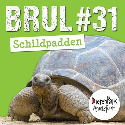 Schildpadden zijn oerdieren! 🐢 | BRUL #31