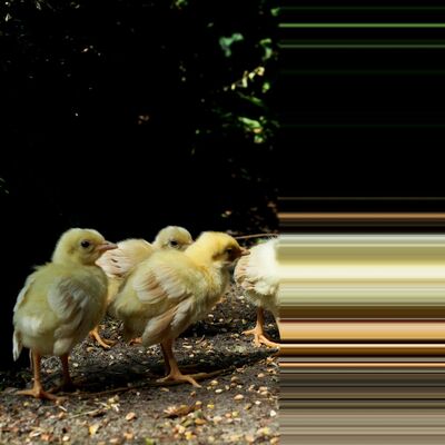 Aflevering 4 / The Lonely Mountain