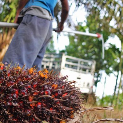 Ara Simanjuntak : Betting the Farm