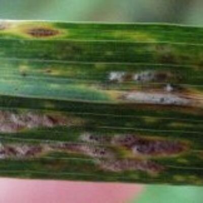 Episode 7 - OMAFRA Field Crop Update