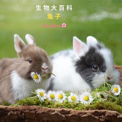 生物大百科：兔子🐰不能喝水?只吃紅蘿蔔?是真的嗎？
