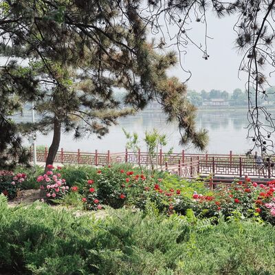  汉水日记终章：捕鸽行动 