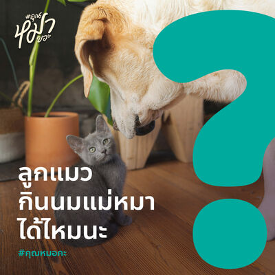 #คุณหมาคะ : ลูกแมวกินนมแม่หมาได้ไหม