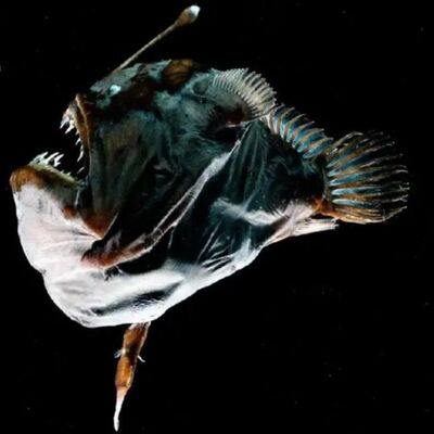 海底两万里第二部分第17章从合恩角到亚马逊河