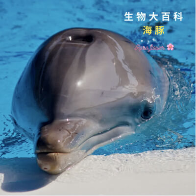 生物大百科 ：海豚🐬會送禮物給愛人?海豚會去角質？