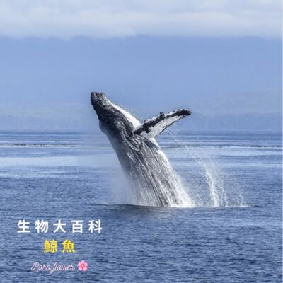 生物大百科：鯨魚🐳為什麼會從頭上噴水？鯨魚怎麼睡覺？