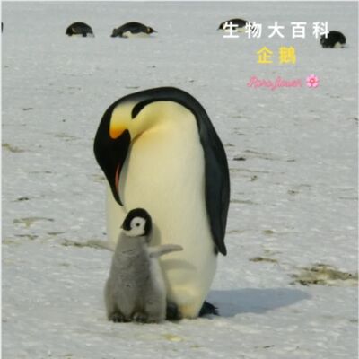 生物大百科：企鵝🐧天生就不怕冷嗎？企鵝是鳥類嗎？